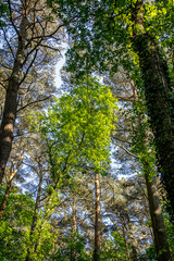 Beautiful summer forest with different trees