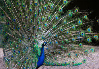 Obraz premium Peacock with his feathers spread, facing the right side of the photograph close up