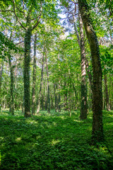 Fototapeta premium Beautiful summer forest with different trees