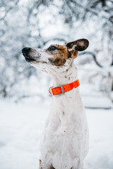 my whippet dog