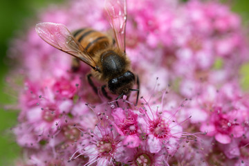 Macro shot of a bee