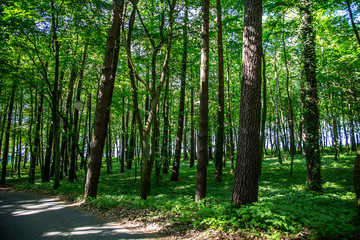 Beautiful summer forest with different trees