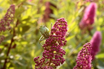 Grünes Heupferd, Langfühlerschrecke