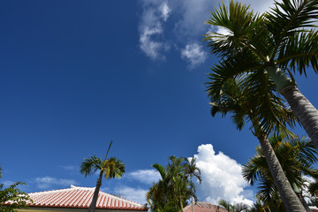 Fototapeta na wymiar Palm tree with blue sky and red roof