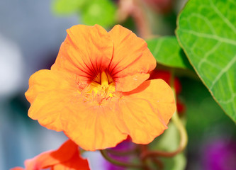 Beautiful orange nasturtium flower in full bloom against vibrant green foliage