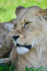 Close up portrait of female African Lion Panthera Leo Leo in Summer sun