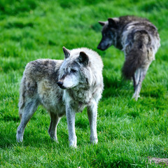 Beautiful Timber Wolf Cnis Lupus stalking and eating in forest clearing landscape setting