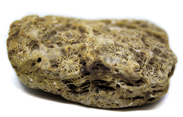 Natural beautiful petrified corals on a white background macro