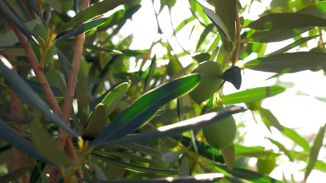 Close-up shot of olive tree. Green twig with fruit and sun shining through the leaves. Mediterranean garden