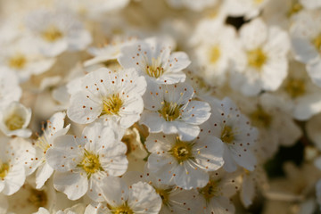 A beautiful cherry flower in close-up.