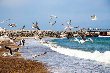 seagulls on the beach in Denmark