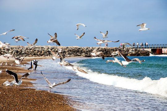 seagulls on the beach in Denmark