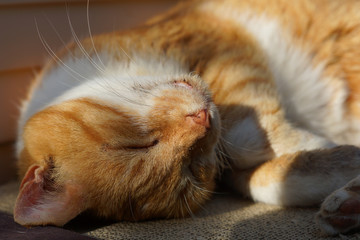 眠る茶猫