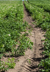potato field with potato flowers