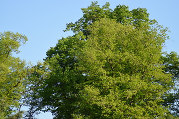 green trees 
