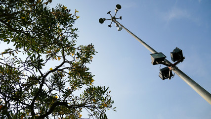 tree and blue sky in the sunset