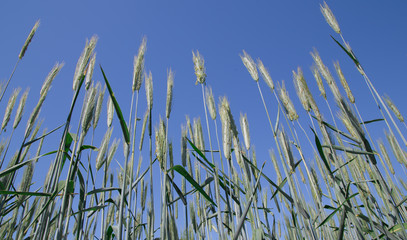 Wheat field in Denmark