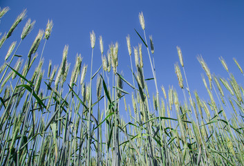 Wheat field in Denmark