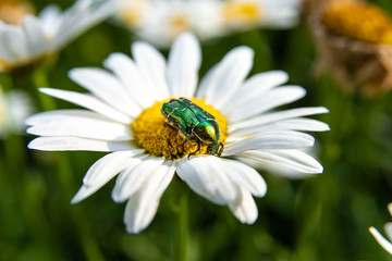 Fototapeta premium green beetle on a yellow white flower, close up