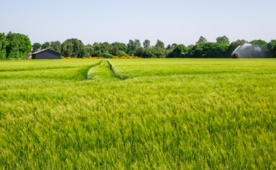 Wheat field in Denmark