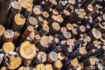 Logging. Folded trees. Warehouse of wood. Trunks of trees.