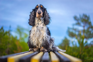 Spaniel on the bench. Dog breed English spaniel. The dog looks into the camera. A dog with a fawn...