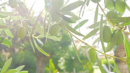 Close-up shot of branch with green olives in Mediterranean garden, view in bright sun light - Powered by Adobe