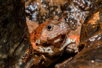 Caluella guttulata in Thailand