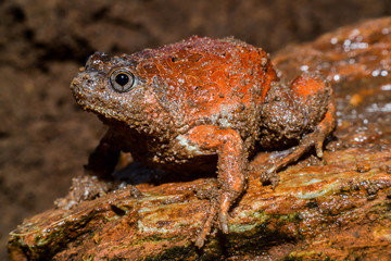 Caluella guttulata in Thailand