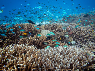 Naklejka na ściany i meble Coral reef of Lady Elliot Island in Queensland Australia. The coral is full of blue fish looking for protection in the coral.