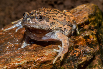 Caluella guttulata in Thailand