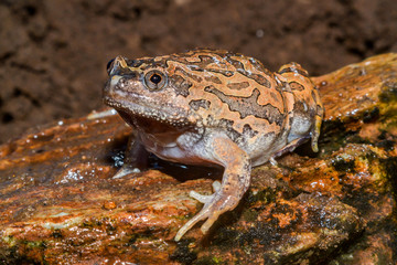 Caluella guttulata in Thailand