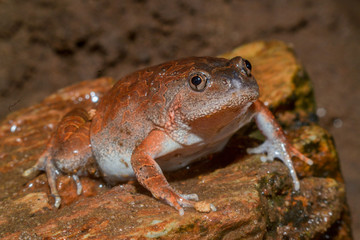 Caluella guttulata in Thailand