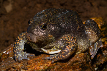  Glyphoglossus molossus in Thailand