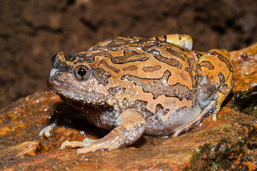 Caluella guttulata in Thailand
