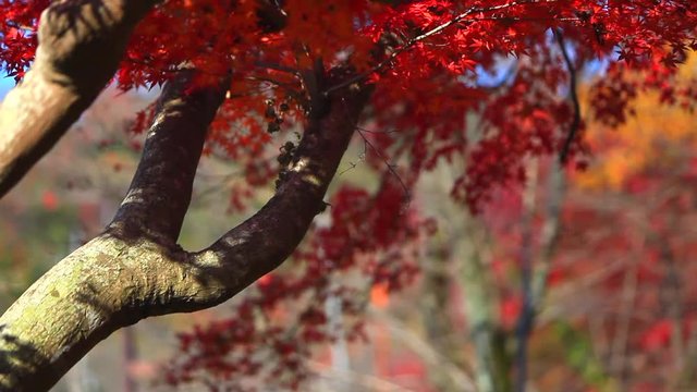 紅く色づいたモミジと風に吹かれて散る枯葉　日本の紅葉　奥武蔵
