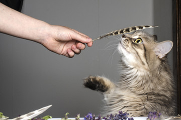 the cat smells a feather