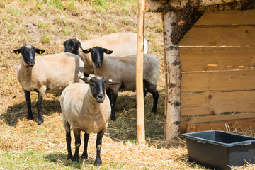 Gruppe von Schaafen am Außenstall