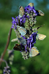 The common blue butterfly (Polyommatus icarus) male and female butterflies sitting on blue sage blooming flower, green blurry grass background