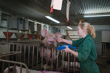 Schweinehaltung - Schweine füttern, Eber spring auf Buchtengitter