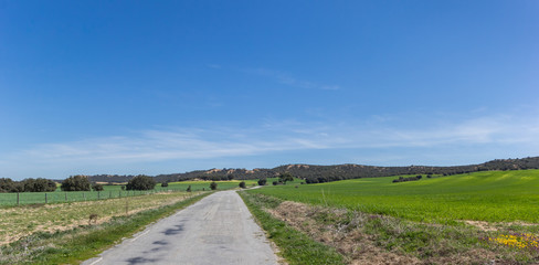 Naklejka premium Narrow road through the landscape near Segovia, Spain
