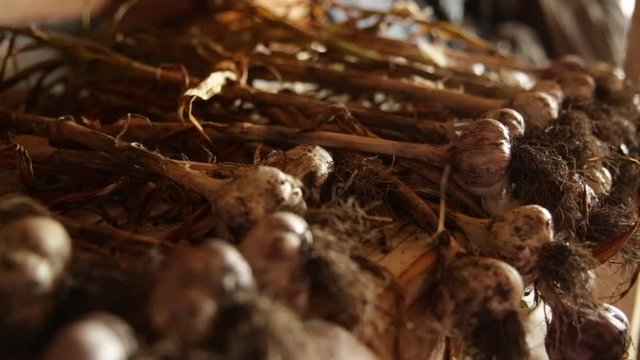 Drying garlic