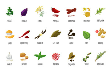 Spices and seasoning vector icons. Isolated on white cartoon herbage. Food ingredients for kitchen.