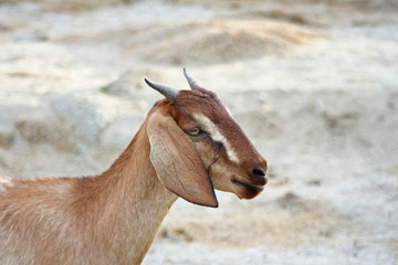 Brown goat standing on sand of island background