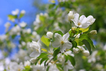 Flowers of an apple tree on a branch
