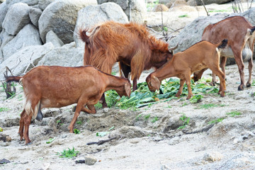 Fototapeta premium Brown goat group eating vegetable