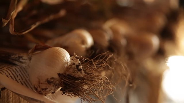 garlic drying in an attic  - focus pull