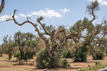 Salento