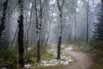 Misty morning in Jasper National Park, Canadian Rockies