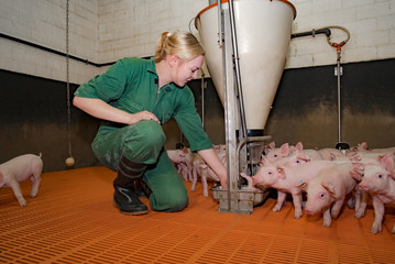 Futterhygiene in der Schweinehaltung, junge Frau kontrolliert Futterautomaten in der Ferkelbucht © Countrypixel